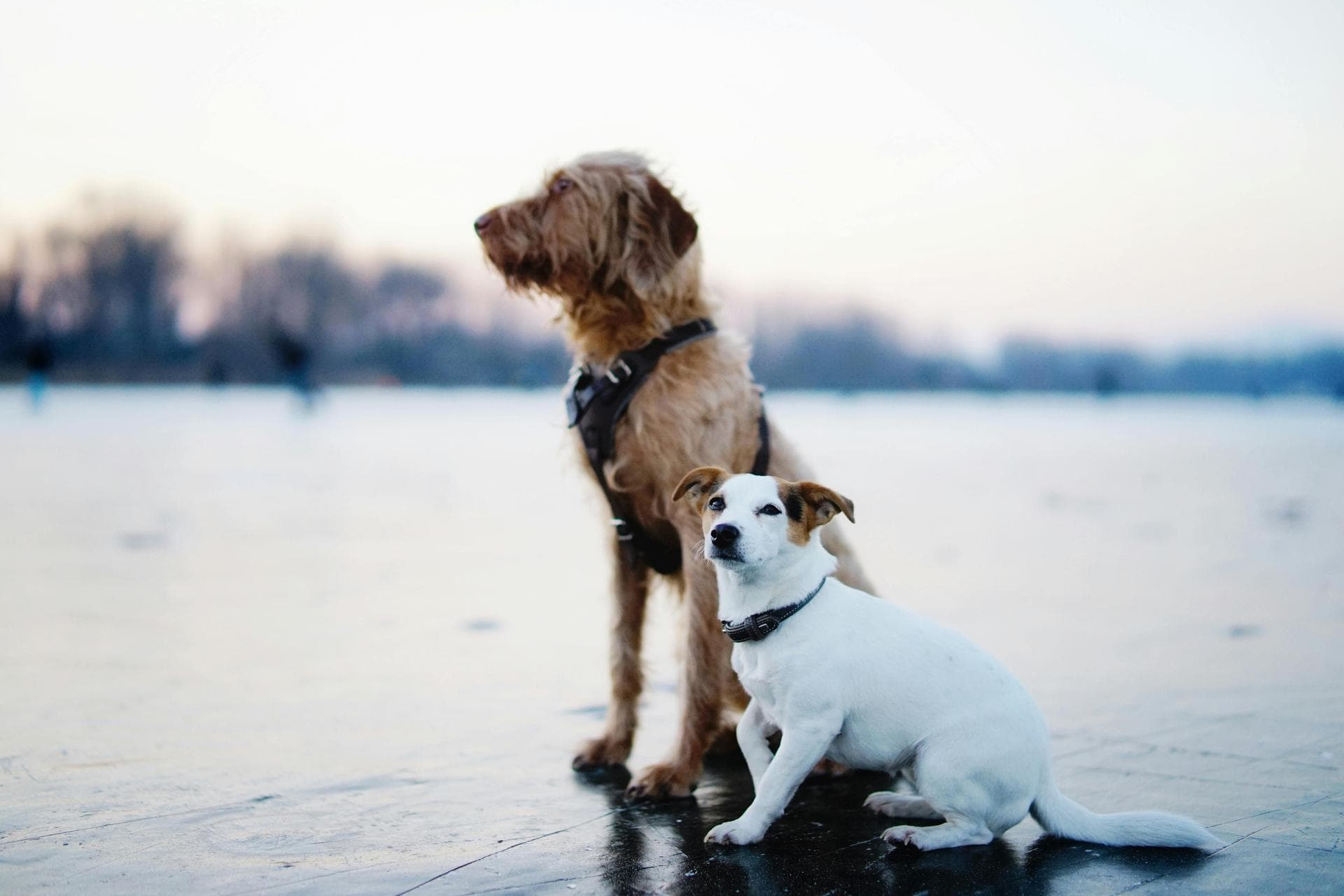 Dog & Cat Vets in Rock Hill