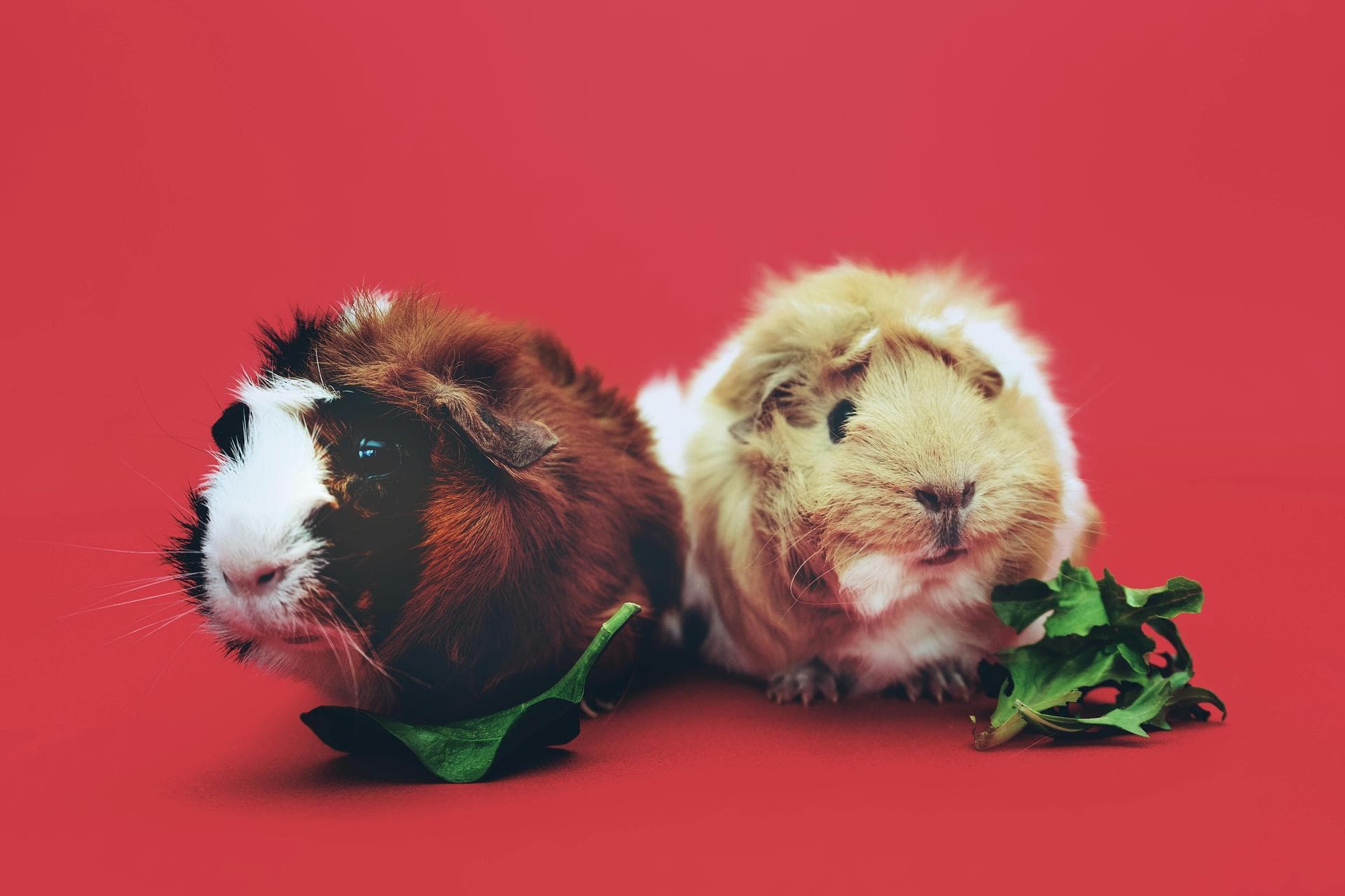 Dog & Cat Vets in Rock Hill